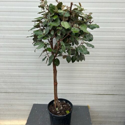 Eleagnus ebbingei Compacta op stam
