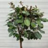 Eleagnus ebbingei Compacta op stam