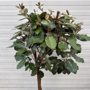 Eleagnus ebbingei Compacta op stam