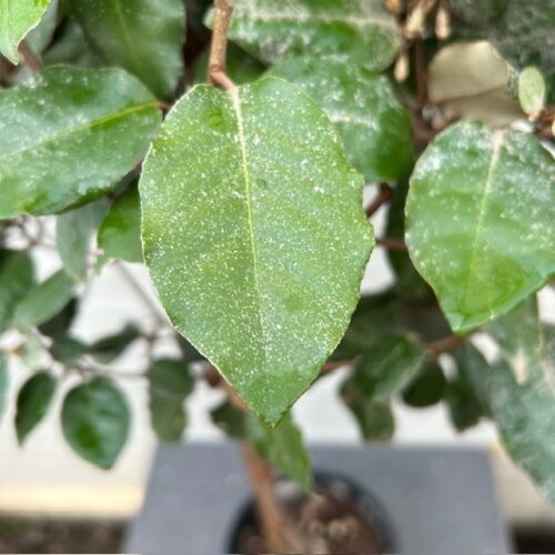 Eleagnus ebbingei Compacta op stam