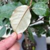 Eleagnus ebbingei Compacta op stam