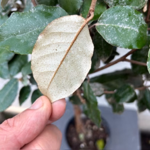 Eleagnus ebbingei Compacta op stam
