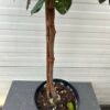 Eleagnus ebbingei Compacta op stam