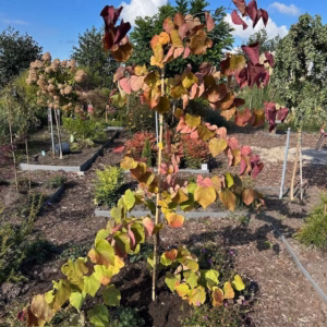 Cercis can. 'Eternal Flame' (Judasboom)