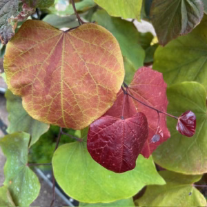 Cercis can. 'Eternal Flame' (Judasboom)