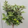 Eleagnus ebbingei Compacta (Olijfwilg) op stam