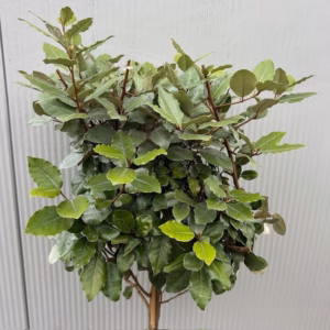 Eleagnus ebbingei Compacta (Olijfwilg) op stam