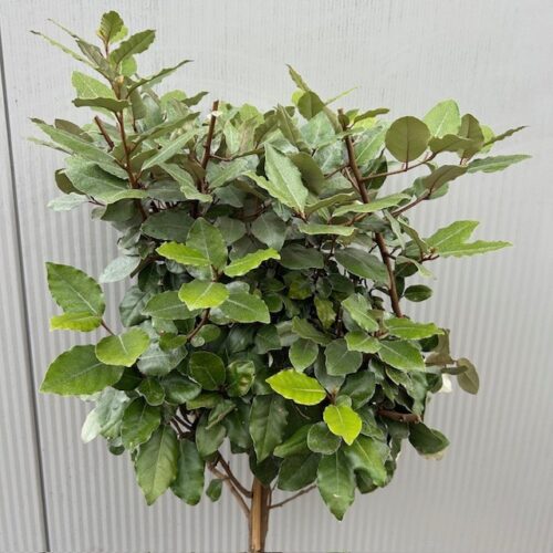 Eleagnus ebbingei Compacta (Olijfwilg) op stam