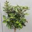Eleagnus ebbingei Compacta (Olijfwilg) op stam