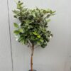 Eleagnus ebbingei Compacta (Olijfwilg) op stam