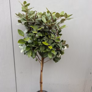 Eleagnus ebbingei Compacta (Olijfwilg) op stam