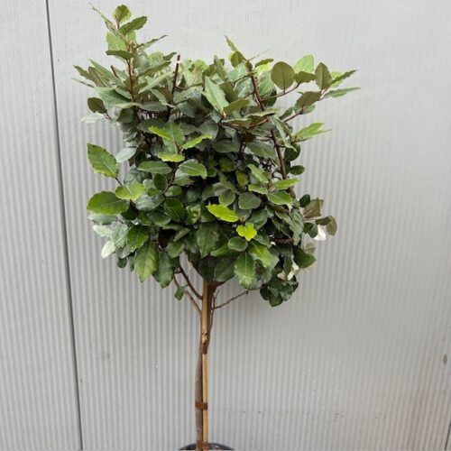 Eleagnus ebbingei Compacta (Olijfwilg) op stam