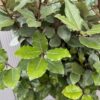 Eleagnus ebbingei Compacta (Olijfwilg) op stam