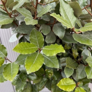 Eleagnus ebbingei Compacta (Olijfwilg) op stam