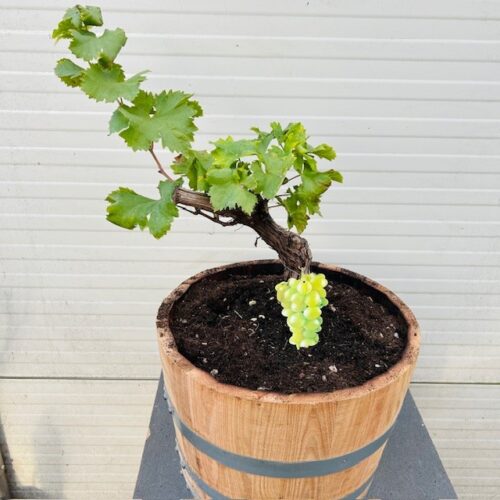 Druivenboom met knoestige stam in half portvat 25 liter