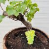 Druivenboom met knoestige stam in half portvat 25 liter