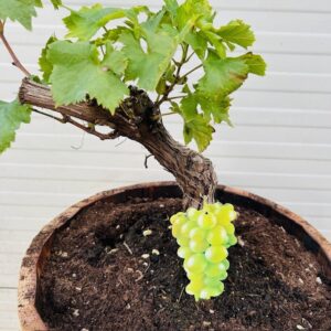 Druivenboom met knoestige stam in half portvat 25 liter