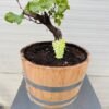 Druivenboom met knoestige stam in half portvat 25 liter