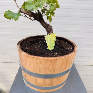 Druivenboom met knoestige stam in half portvat 25 liter