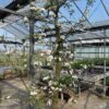 Oude appelboom in half wijnvat 112 liter