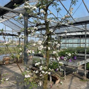 Oude appelboom in half wijnvat 112 liter