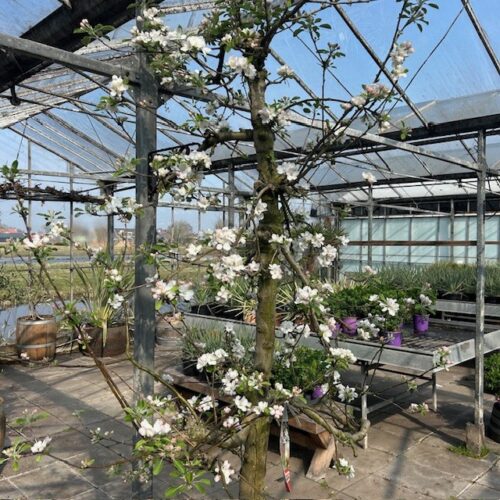 Oude appelboom in half wijnvat 112 liter