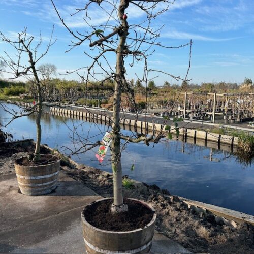 Appelboom in half wijnvat van 112 liter