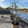 Oude appelboom in half wijnvat