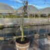 Oude appelboom in half wijnvat