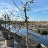 Oude appelboom in half wijnvat