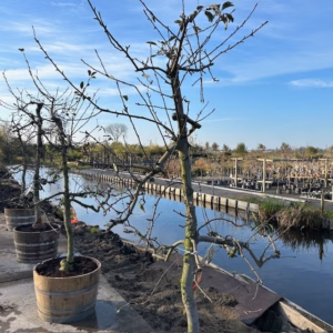 Oude appelboom in half wijnvat
