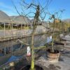 Oude appelboom in half wijnvat