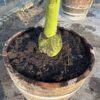 Oude appelboom in half wijnvat