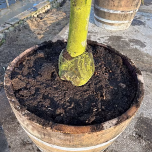 Oude appelboom in half wijnvat