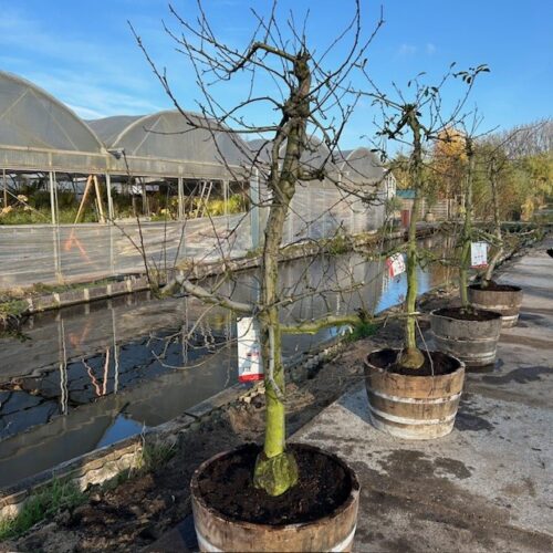 Oude appelboom in half wijnvat