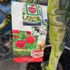 Oude appelboom in half wijnvat