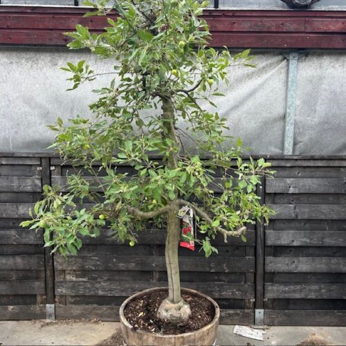 Fruitbomen beplant in wijnvaten