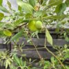 Oude appelboom in half wijnvat 112 liter