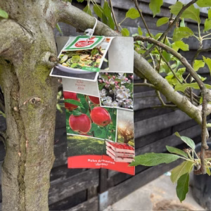 Oude appelboom in half wijnvat 112 liter