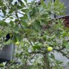 Oude appelboom in half wijnvat 112 liter