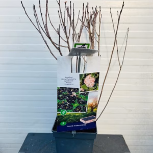 Aronia melanocarpa (Appelbes)