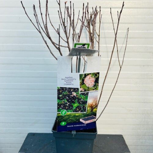 Aronia melanocarpa (Appelbes)