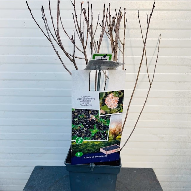 Aronia melanocarpa (Appelbes)