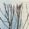 Aronia melanocarpa (Appelbes)