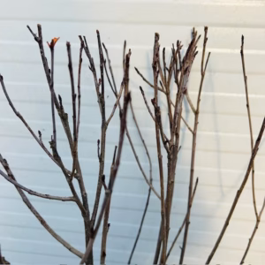 Aronia melanocarpa (Appelbes)