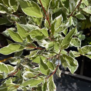 Cornus alba 'Elegantissima' (Bonte Kornoelje)
