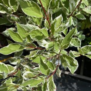 Cornus alba 'Elegantissima' (Bonte Kornoelje)