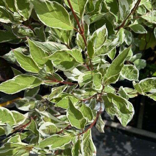 Cornus (Kornoelje)