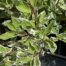 Cornus alba 'Elegantissima' (Bonte Kornoelje)