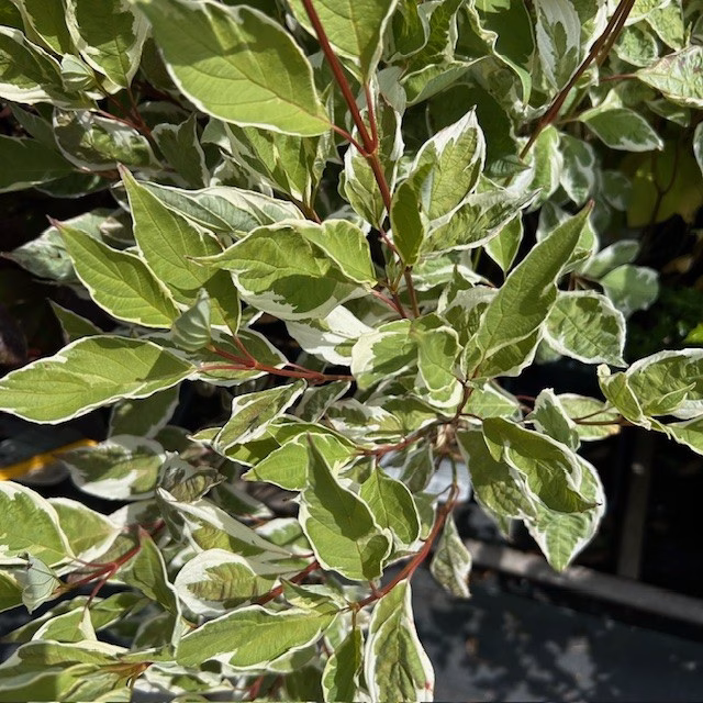 Cornus alba 'Elegantissima' (Bonte Kornoelje)
